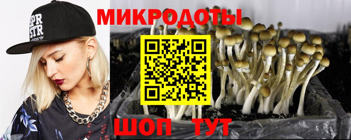 Псилоцибиновые грибы Psilocybe Кинель